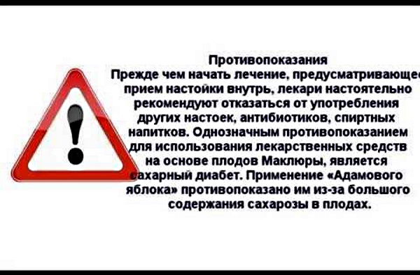 Адамово яблоко. Применение в народной медицине, свойства, способы лечения, настойка для суставов, похудения, потенции