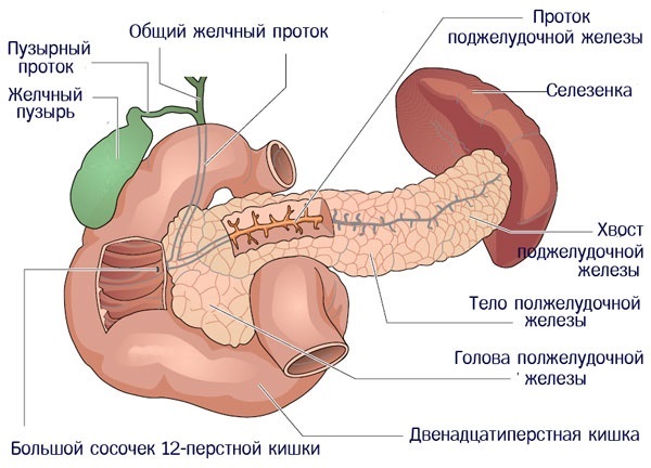 Болезни поджелудочной железы. Симптомы, признаки, причины и лечение. Таблетки, питание, диета, упражнения