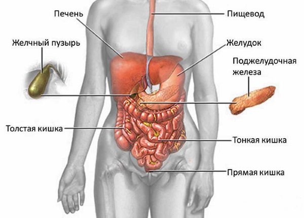 Болезни поджелудочной железы. Симптомы, признаки, причины и лечение. Таблетки, питание, диета, упражнения