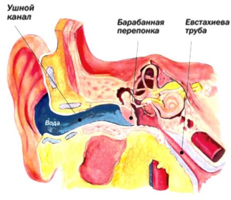 Как выглядит здоровое ухо внутри фото