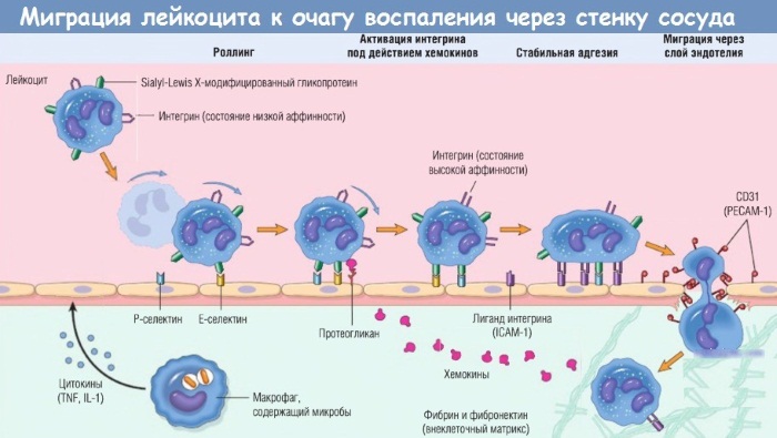 Деринат. Инструкция по применению капель в нос для детей, женщинам при беременности