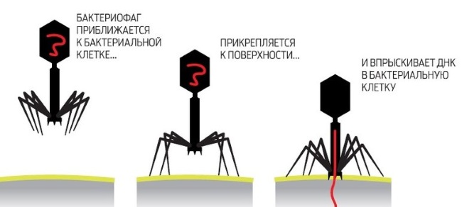 Дизентерия. Симптомы и лечение у взрослых народными средствами, лекарствами. Как передается возбудитель