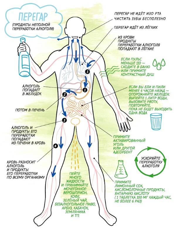 Как избавиться, средства от похмелья. Народные, препараты при болях в желудке, высоком давлении, ВСД