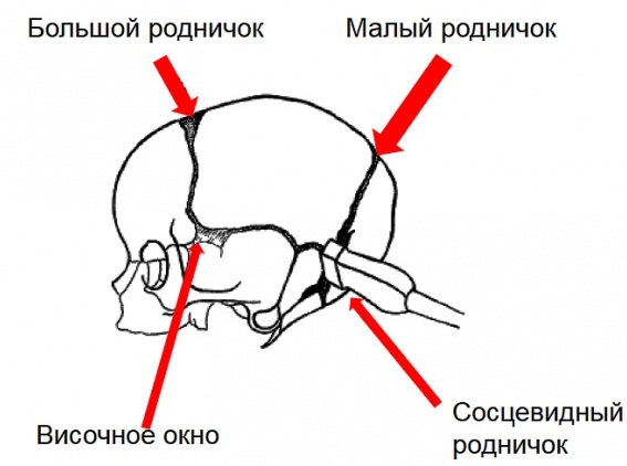 Нейросонография головного мозга у новорожденных. Нормы, таблица, когда делается, расшифровка результатов