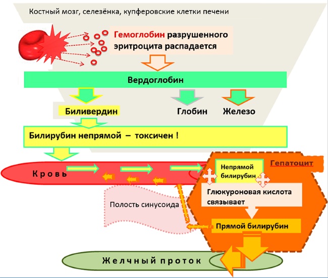 Печеночные показатели биохимического анализа крови повышены, понижены. Что это значит, нормы, причины