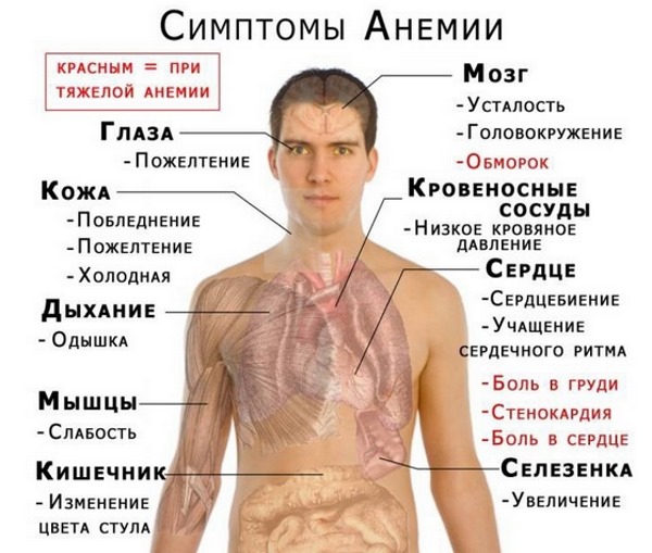 Норма нейтрофилов у детей по возрасту: сегментоядерные, палочкоядерные. Причины повышения, понижения, что делать