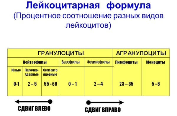 Норма нейтрофилов у детей по возрасту: сегментоядерные, палочкоядерные. Причины повышения, понижения, что делать