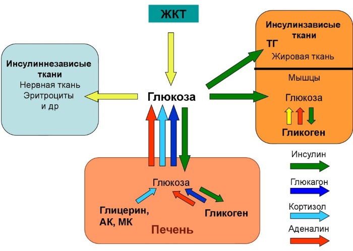 Норма сахара в крови по возрасту: таблица, симптомы повышенного. Медикаментозное лечение, диета, народные средства