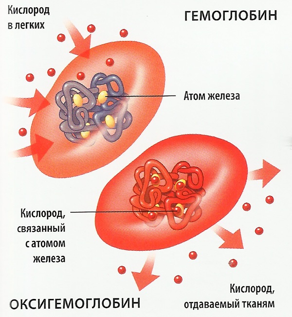 Норма сахара в крови по возрасту: таблица, симптомы повышенного. Медикаментозное лечение, диета, народные средства