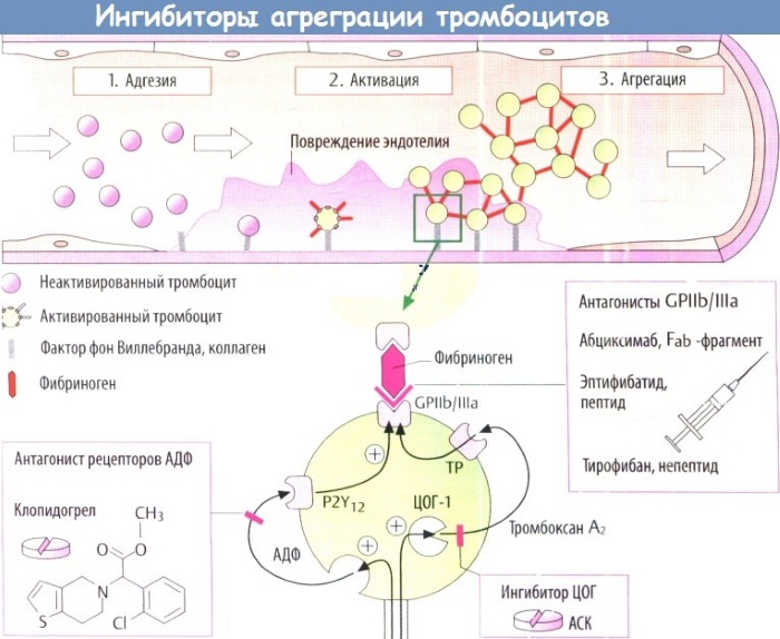 Пентоксифиллин. Инструкция, показания к применению в ампулах, таблетках, противопоказания. Цена, аналоги, отзывы