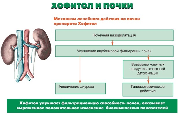 Препараты для снижения холестерина. Названия, средства нового поколения, гомеопатические, растительные, статины. Цены