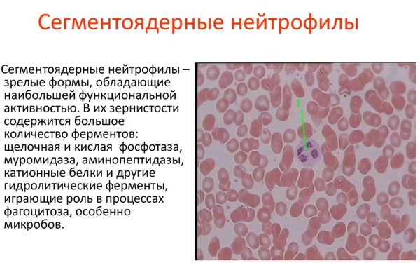 Сегментоядерные нейтрофилы понижены, повышены. Норма у ребенка, взрослого, женщин при беременности. Причины отклонений и что делать