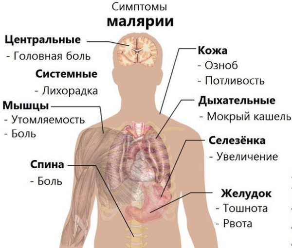 Сегментоядерные нейтрофилы понижены, повышены. Норма у ребенка, взрослого, женщин при беременности. Причины отклонений и что делать