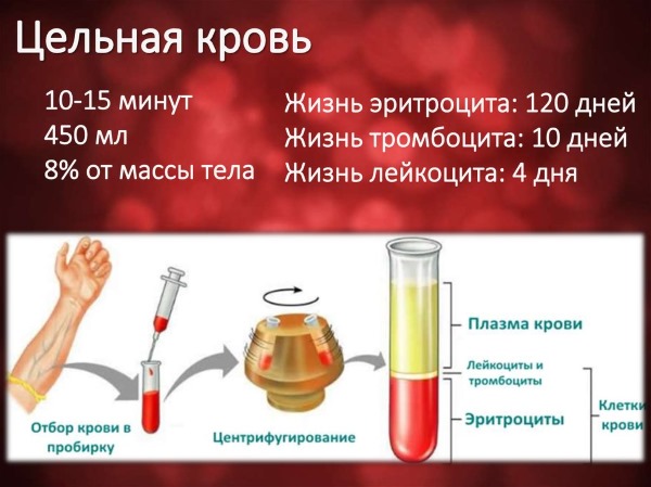 Сегментоядерные нейтрофилы понижены, повышены. Норма у ребенка, взрослого, женщин при беременности. Причины отклонений и что делать