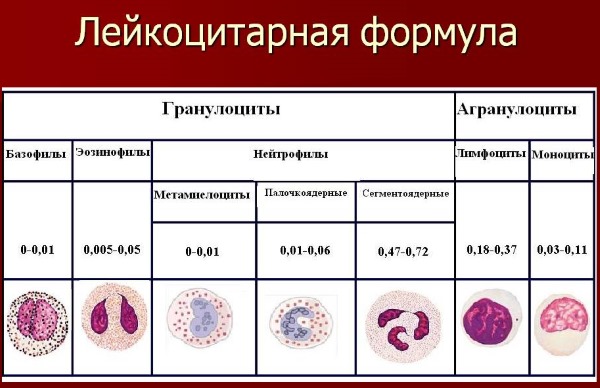 Сегментоядерные нейтрофилы понижены, повышены. Норма у ребенка, взрослого, женщин при беременности. Причины отклонений и что делать