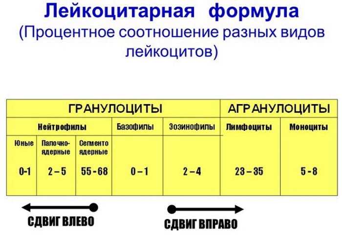 Сегментоядерные нейтрофилы понижены, повышены. Норма у ребенка, взрослого, женщин при беременности. Причины отклонений и что делать