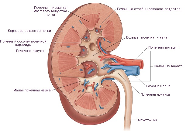 Симптомы болезни почек и лечение народными средствами, препараты, диета, если болят, застужены, воспаление, опущение, киста, гемангиома. Расположение, размеры, норма