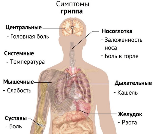 Симптомы, причины и лечение увеличенной селезенки у взрослых и детей. Народные средства, диета