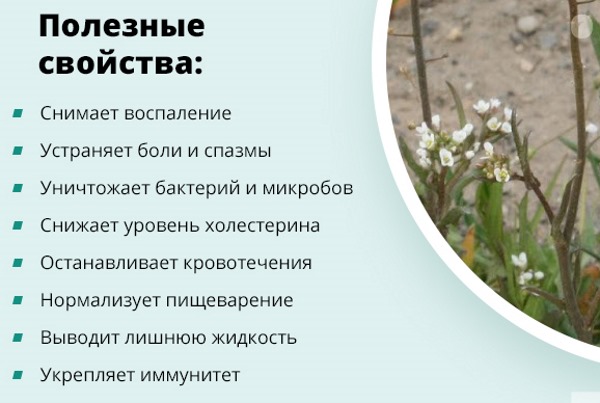 Симптомы, причины и лечение увеличенной селезенки у взрослых и детей. Народные средства, диета