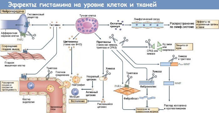 Скипидарная мазь. От чего помогает, инструкция для детей от фурункулов, кашля, клещей, при бронхите, простуде, насморке. Показания и противопоказания. Цена, аналоги