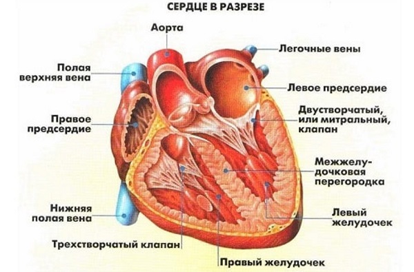 Тахикардия. Симптомы и лечение пароксизмальной, желудочковой, наджелудочковой, синусовой. Диагностика, что делать нельзя