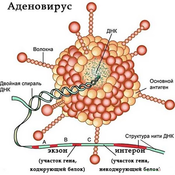 Аденовирусная инфекция у детей. Симптомы и лечение антибиотиками, народные средства