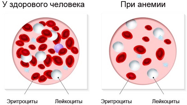 Биохимические исследования крови. Расшифровка, норма у взрослых, детей