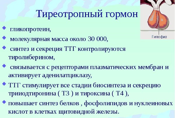 Что значит повышен ТТГ у женщин. Если удалена щитовидка, Т3 и Т4 в норме, после родов, операции, радио-йодотерапии, при беременности, планировании. Симптомы, лечение народными средствами