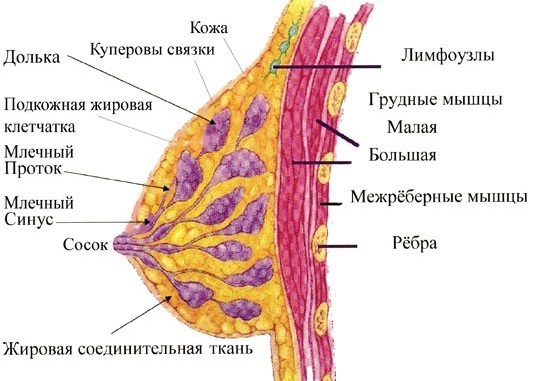 Диффузная мастопатия молочных желез: что это, симптомы фиброзно-кистозная, смешанная. Лечение народными средствами