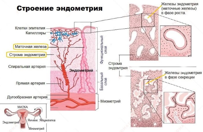 Эндометрий по дням цикла. Нормы толщины для зачатия, ЭКО, при беременности, менопаузе, длинном цикле, в фазе пролиферации, неоднородный