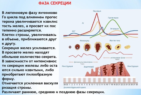 Толщина эндометрия на фоне тамоксифена