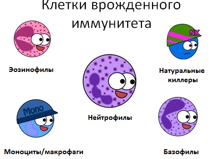 Иммуностимуляторы. Список препаратов растительные, природные, мощные, натуральные, безопасные. Названия, цены и отзывы