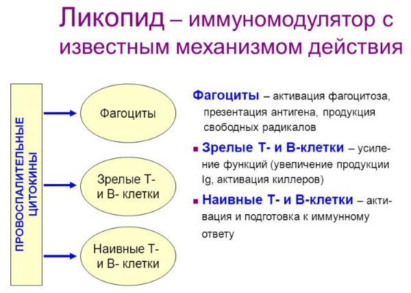 Иммуностимуляторы. Список препаратов растительные, природные, мощные, натуральные, безопасные. Названия, цены и отзывы