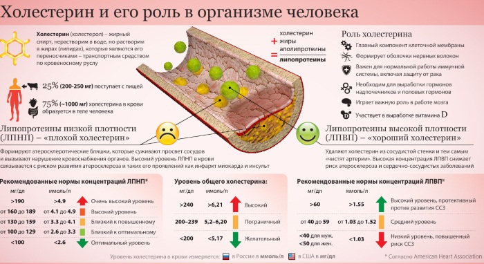 Индекс атерогенности. Что это значит, если повышен, понижен, норма у взрослых женщин, мужчин в биохимическом анализе крови. Причины, как рассчитать