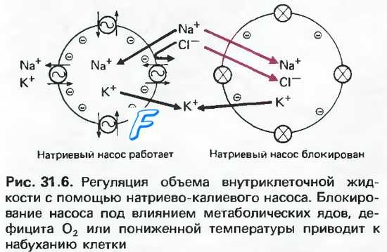 Клизма для очищения кишечника. Польза, как сделать в домашних условиях для похудения, перед колоноскопией, с содой, бифидумбактерином, ромашкой, марганцовкой