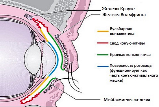 Конъюнктивит у взрослого: аллергический, вирусный, гнойный, хронический. Как передается, симптомы. Лечение, чем промывать глаза. Препараты, народные средства