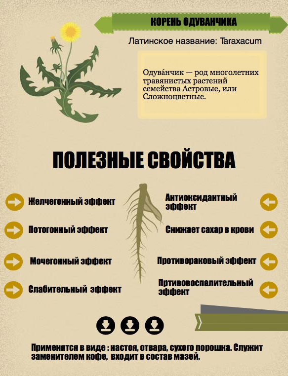 Лечебные свойства корня одуванчика. Чем полезен для женщин, рецепты применение в народной медицине, противопоказания