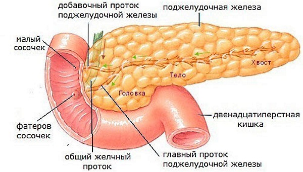 Фламин (Flamin) таблетки. Инструкция по применению, цена