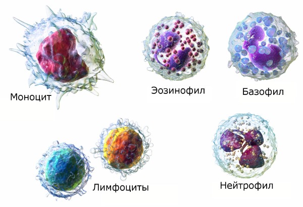 Лейкоциты в крови у ребенка повышены, пониженные. Общий анализ, норма содержания. Как поднять, понизить уровень