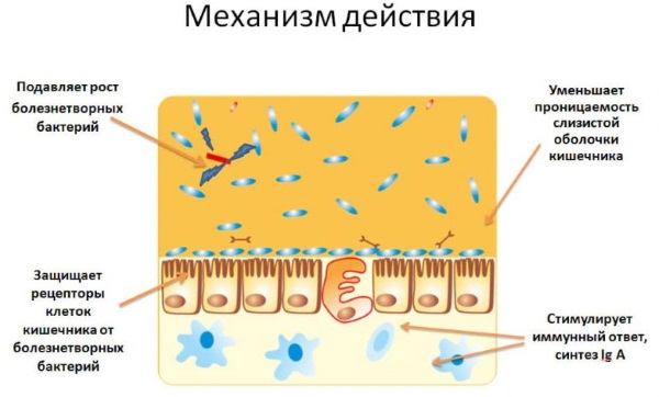 Микоплазмоз у женщин. Симптомы и лечение антибиотиками, народными средствами, свечи. Что это, причины появления, последствия