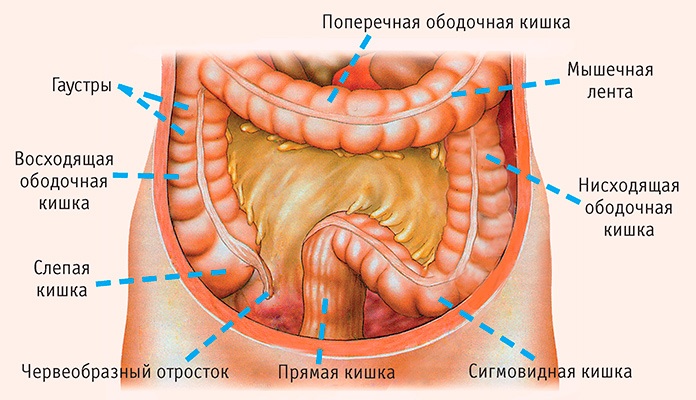 Непроходимость кишечника у взрослых. Причины, симптомы и лечение. Народные средствам препараты, операция