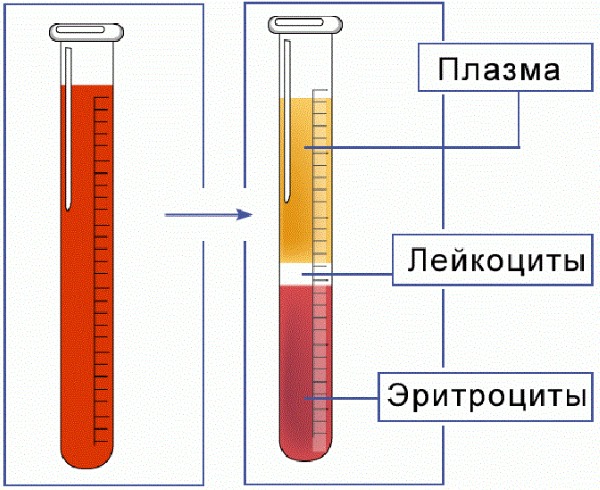 Норма СОЭ в крови у ребенка по Вестергрену, Панченкову. Что значит высокий уровень моноцитов, лейкоцитов