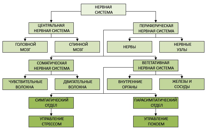 Органы человека. Расположение в картинках с надписями со спины, левой, правой стороны, спереди. Самые необходимые для жизни. Системы организма