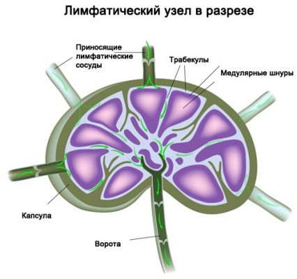 Расположение органов у человека в картинках спереди