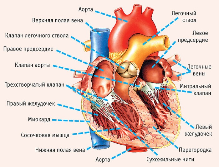 Органы человека. Расположение в картинках с надписями со спины, левой, правой стороны, спереди. Самые необходимые для жизни. Системы организма