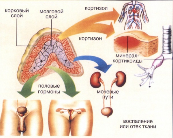 Органы человека. Расположение в картинках с надписями со спины, левой, правой стороны, спереди. Самые необходимые для жизни. Системы организма