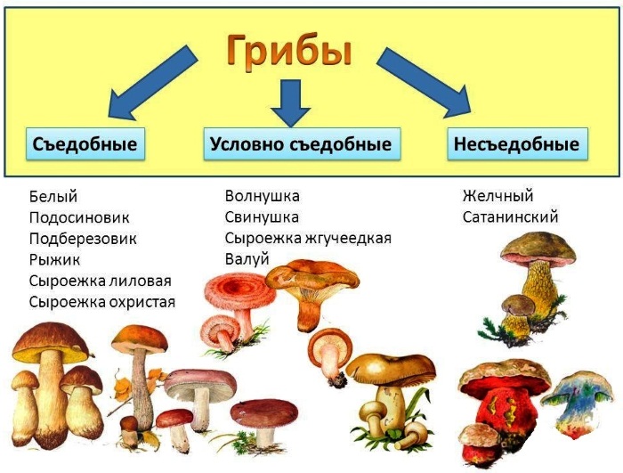 Отравление пищей. Симптомы и лечение у детей, взрослых в домашних условиях. Питание