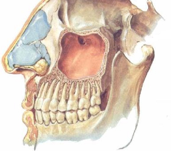 Строение носа и пазух фото
