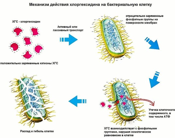 Прыщи на языке. Белый ближе к горлу, под языком, уздечке, красный, сбоку. Причины, чем лечить у взрослого, ребенка