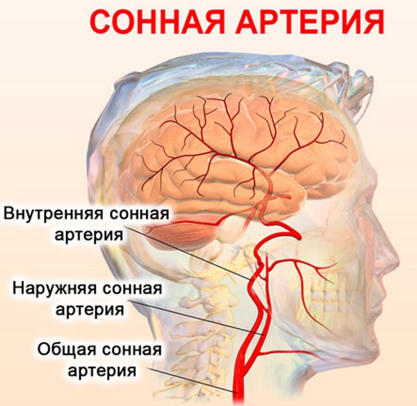 Синкопальные состояния. Что это такое в неврологии у детей, подростков, взрослых, при беременности, причины, классификация, первая помощь